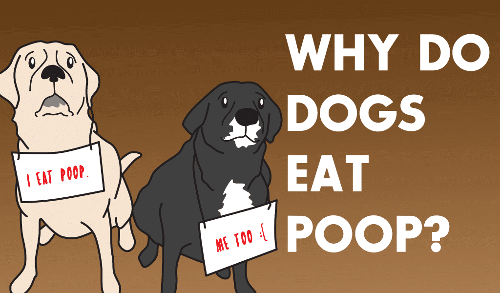 Why do dogs eat poop?: Dog shaming header.
