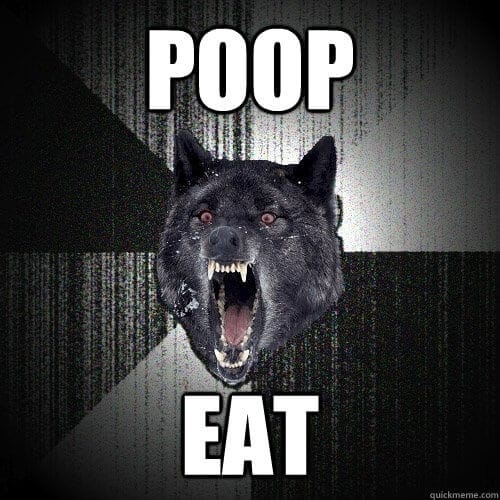 Why do dogs eat poop?: Insanity Wolf explains that it's instinctual.