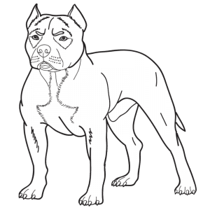 American Pitbull Terrier drawing