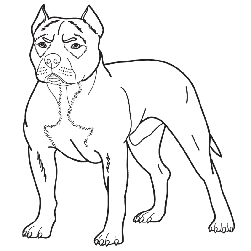 are american pitbull terrier akc recognized