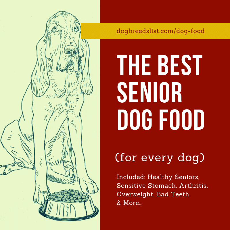 dog food for senior dogs with bad teeth