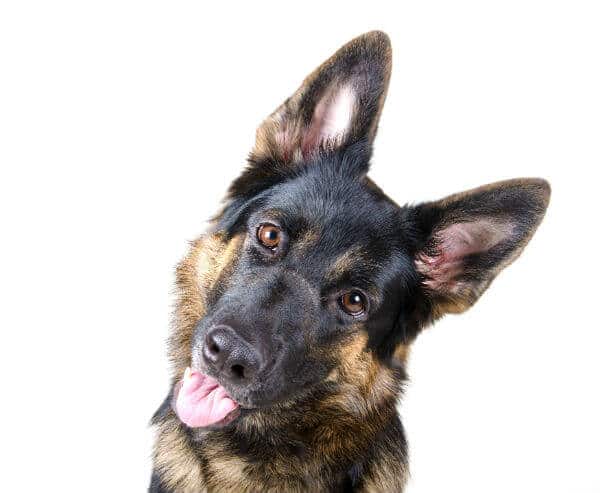Are German Shepherds good guard dogs?