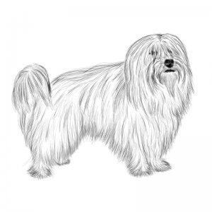 Coton de Tulear dog breed drawing
