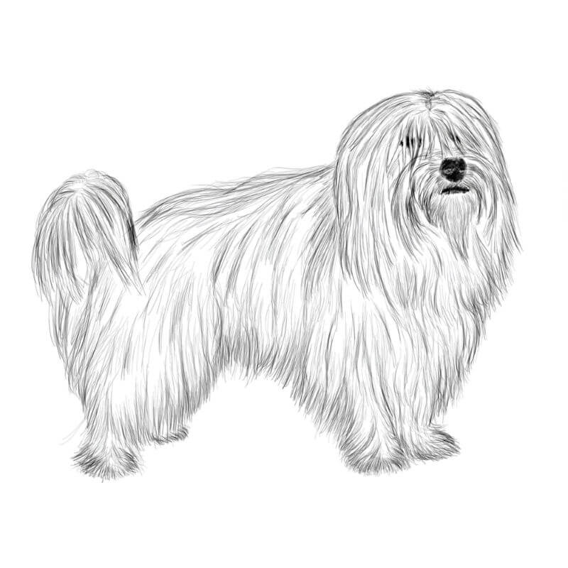 what are the different breeds of coton de tulear