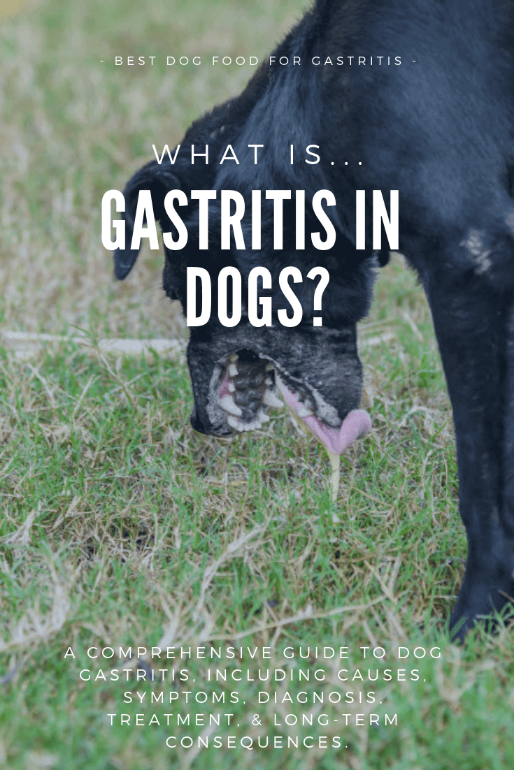 how to treat gastritis in dogs