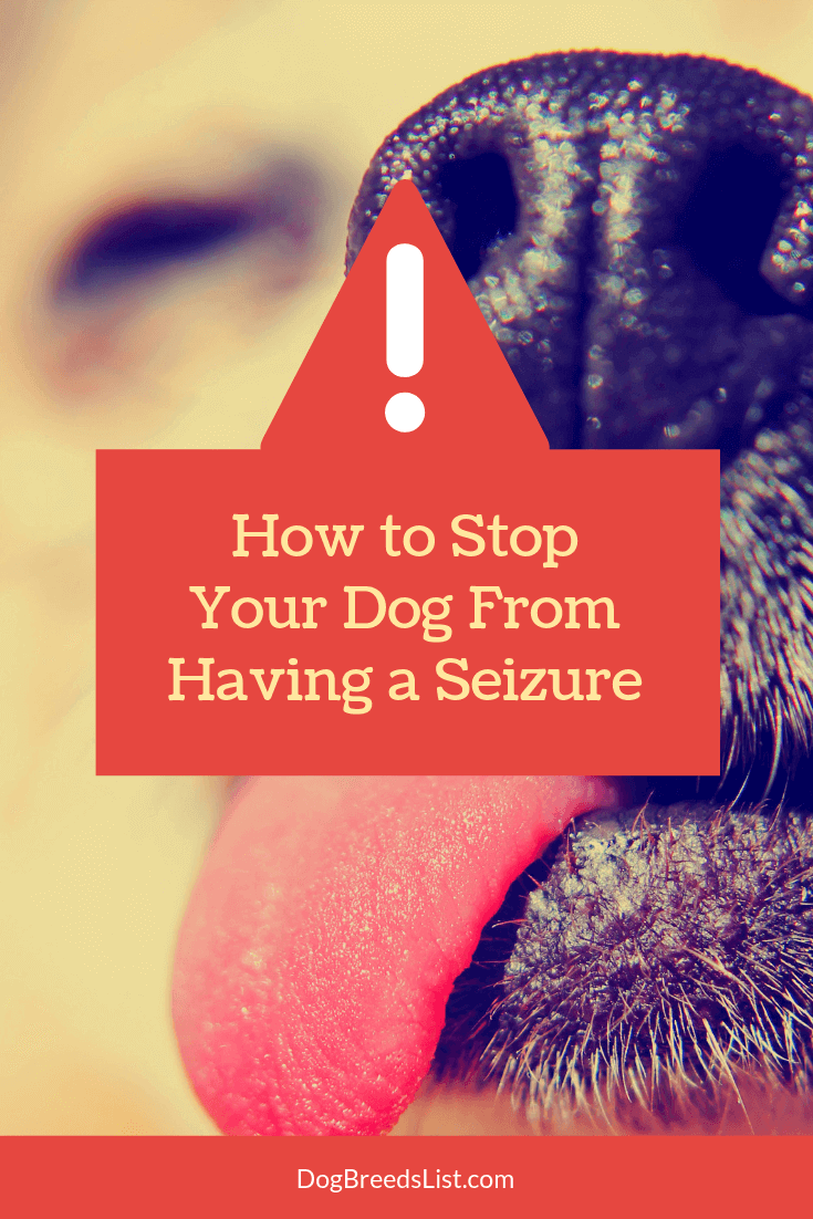 how to stop a dog from having a seizure