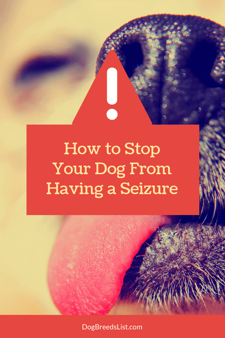 important-how-to-stop-a-dog-from-having-a-seizure-dog-breeds-list