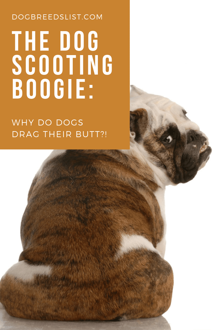 what does it mean when a dog drags their butt