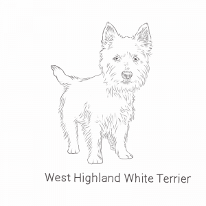 West Highland White Terrier drawing
