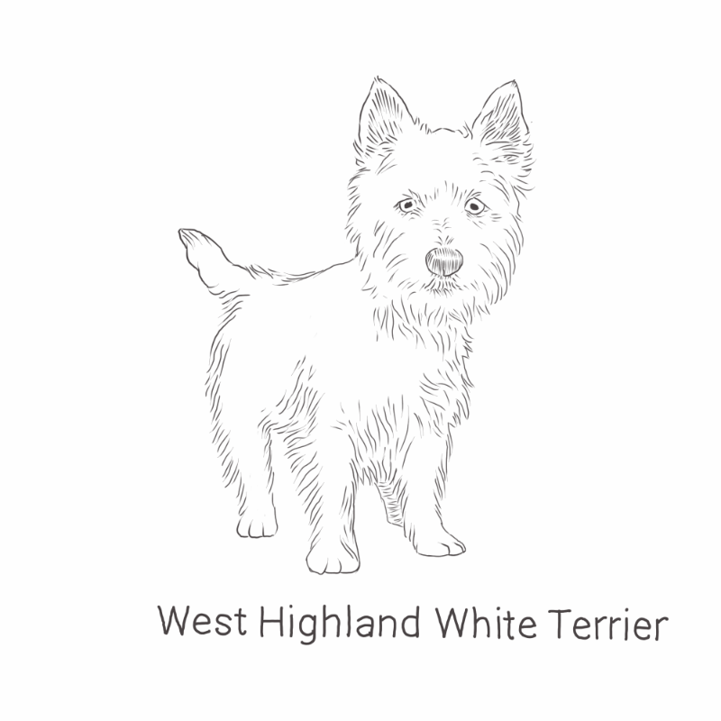 West Highland White Terrier drawing