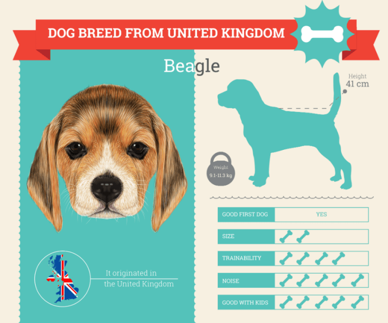 Beagle Dog Breed Information | Dog Breeds List