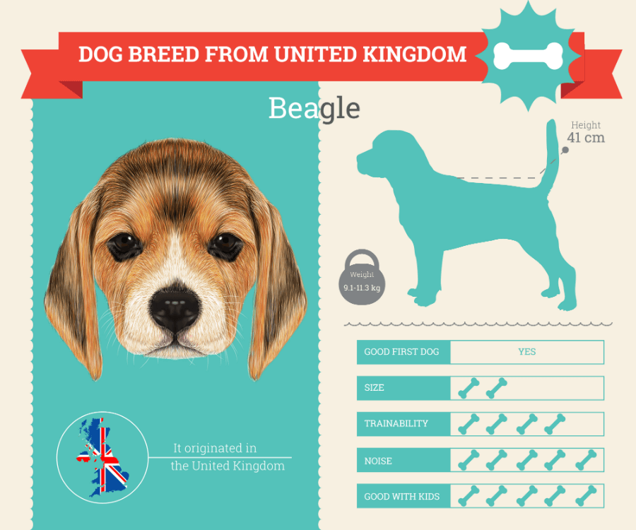 Beagle dog breed information infographic