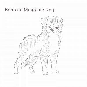 Bernese Mountain Dog drawing