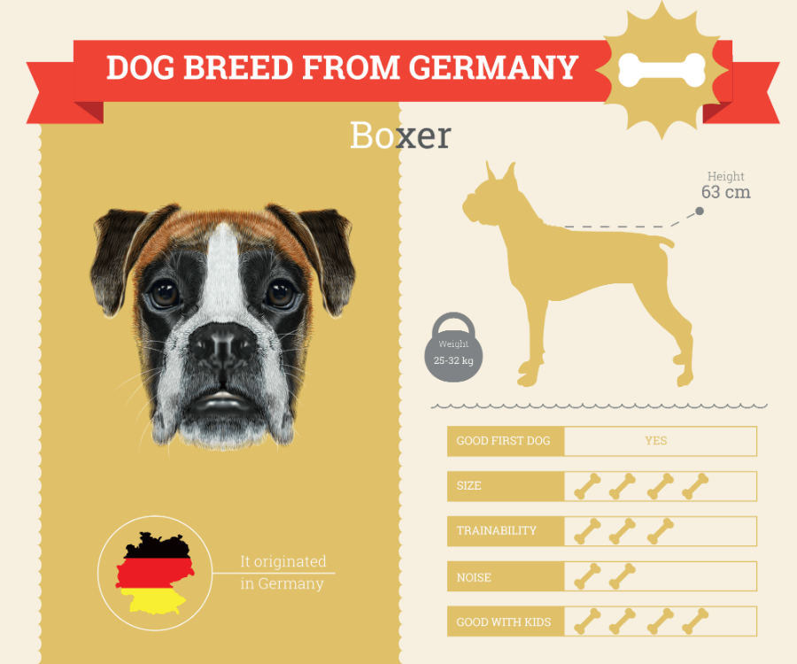 Boxer dog breed information infographic