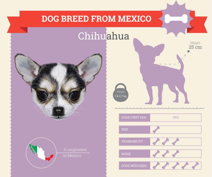 Chihuahua Dog Breed Information Infographic