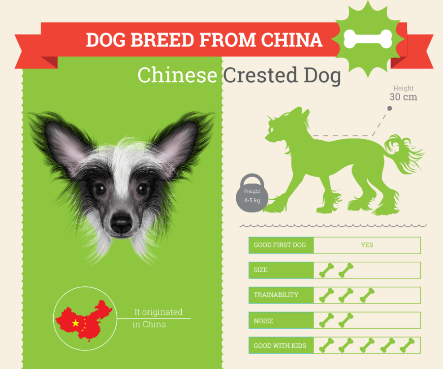 Chinese Crested dog breed information infographic