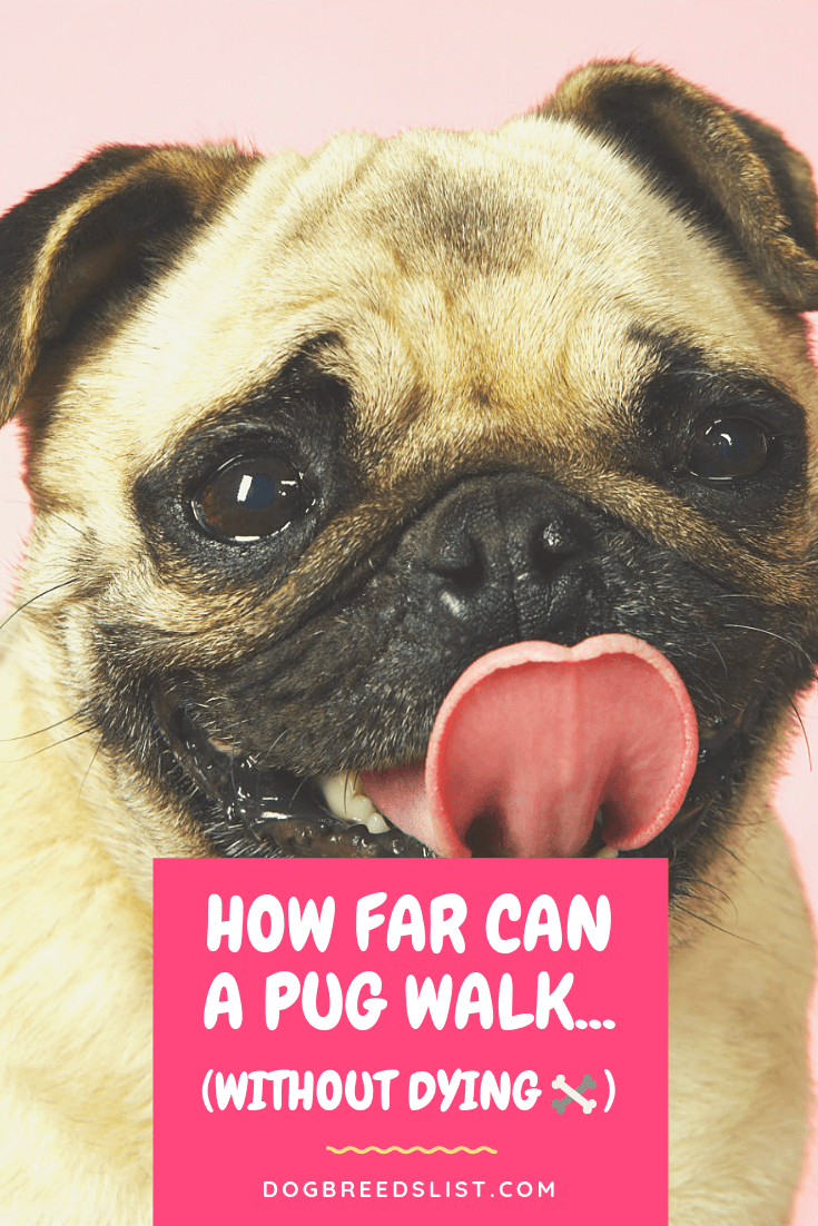 How far can a Pug walk?