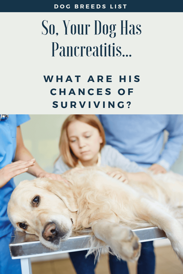 what is the survival rate for pancreatitis in dogs