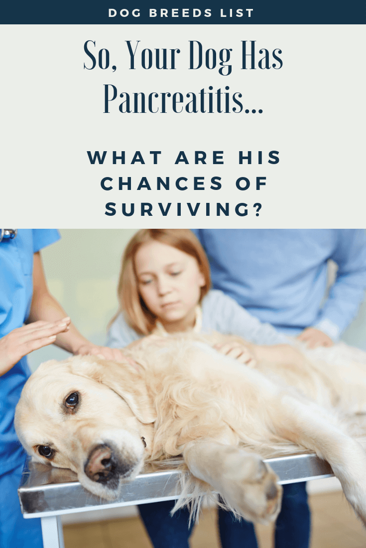 is canine pancreatitis fatal