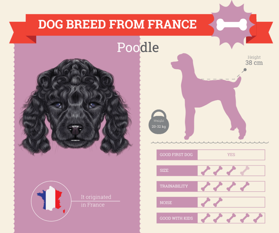 Poodle dog breed information infographic