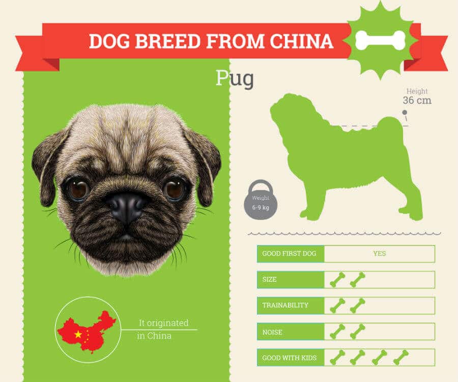 Pug dog breed information infographic