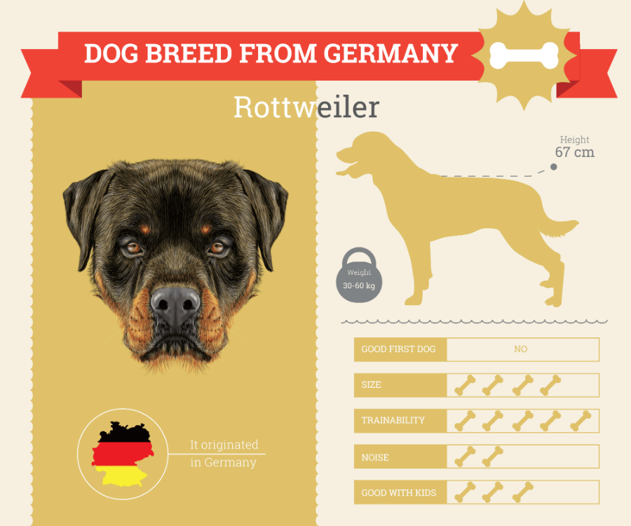 Rottweiler dog breed information infographic
