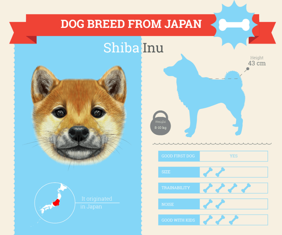 Shiba Inu dog breed information infographic