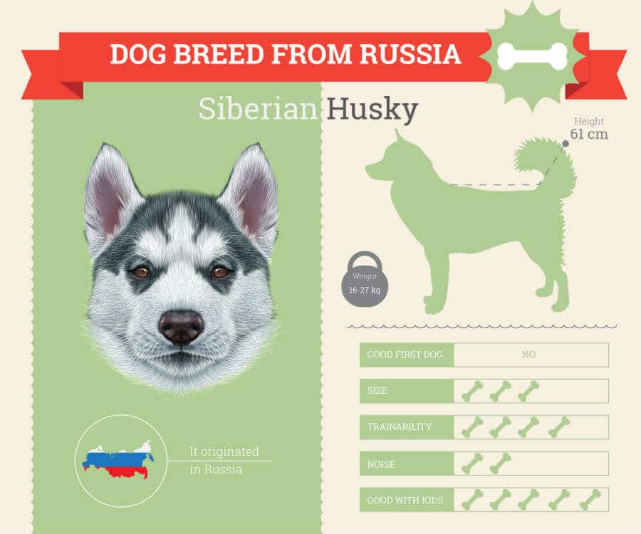 Siberian Husky Dog Breed Information [INFOGRAPHIC]