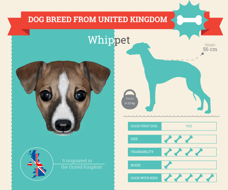 Whippet Dog Breed Information infographic