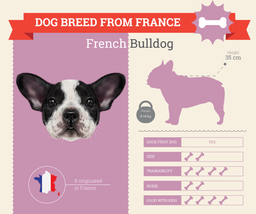 French Bulldog dog breed information infographic