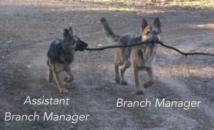 German Shepherd assistant branch manager