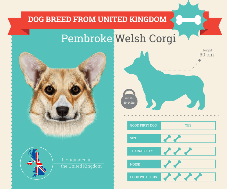 are pembroke welsh corgis good for children