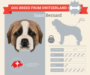 Saint Bernard Dog Breed Information | Dog Breeds List