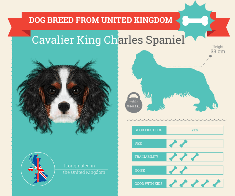 Cavalier King Charles Dog Breed Information Infographic