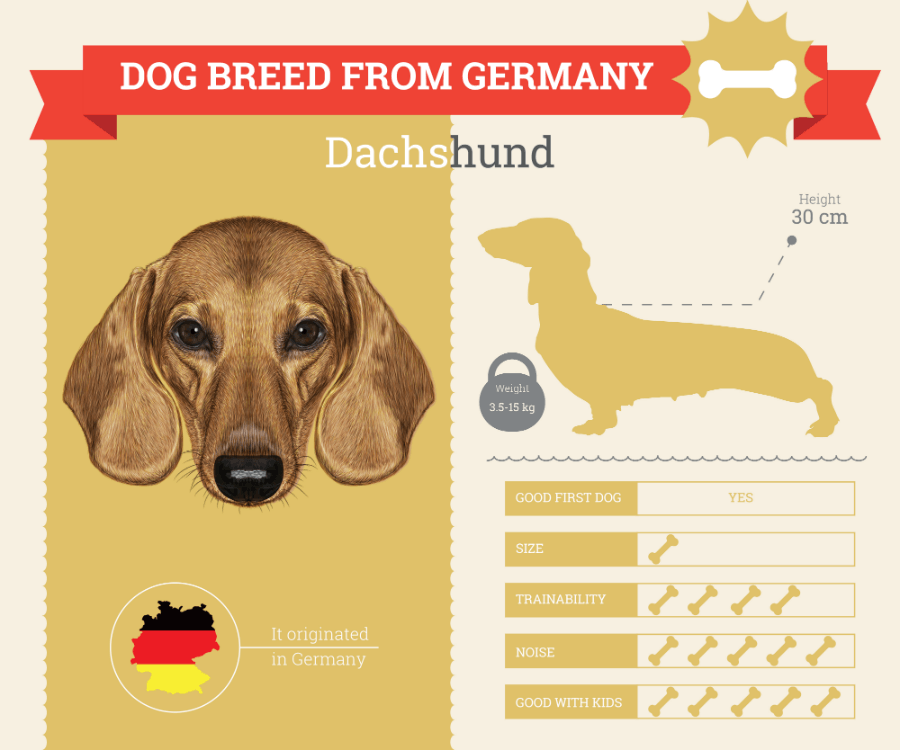 Dachshund dog breed information Infographic