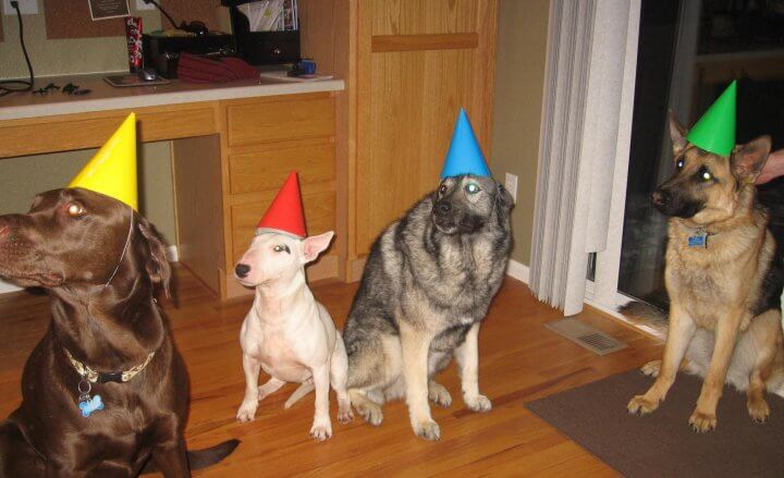 The Original Party Dogs