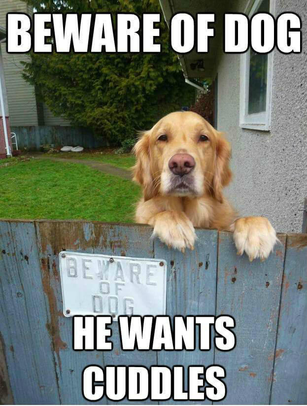 Are Golden Retrievers Good Guard Dogs meme