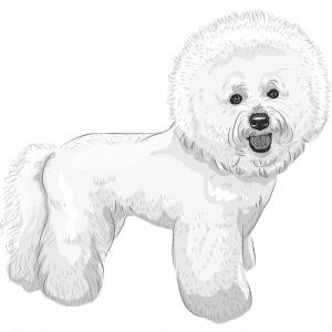Bichon Frise dog breed drawing