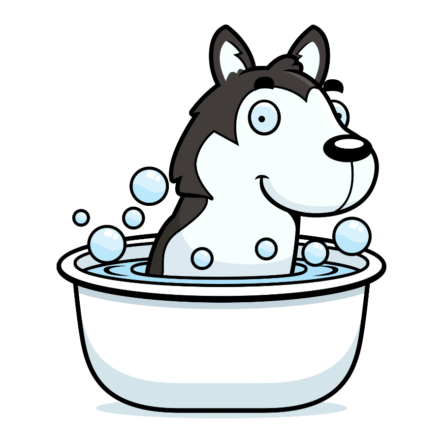 Do Huskies Like Water? - Dog Breeds List