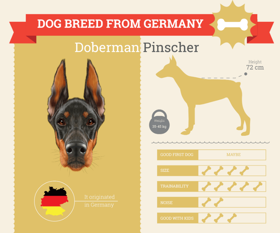 how to measure doberman height