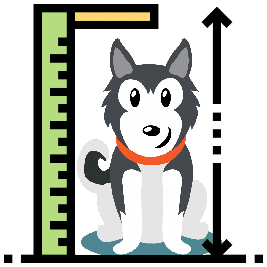 Siberian Husky size