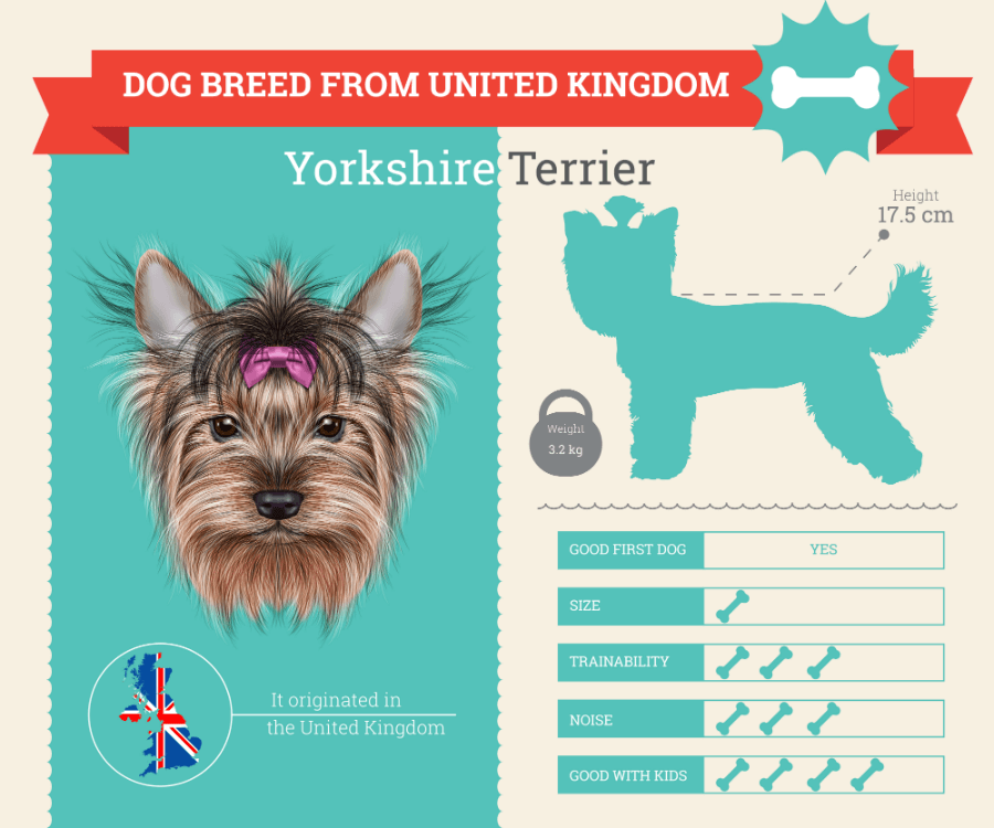 are yorkshire terriers good with kids