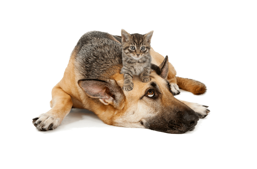 Can German Shepherds and cats be friends?