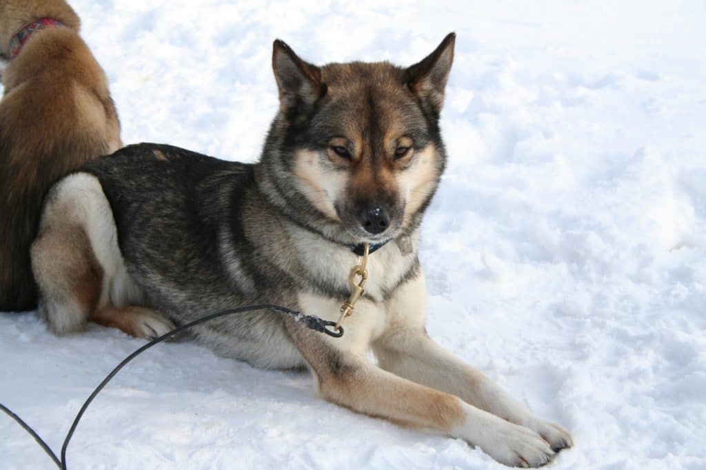 are agouti huskies rare