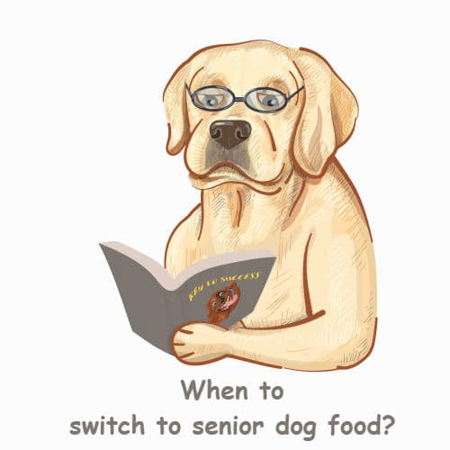 When to switch to senior dog food?