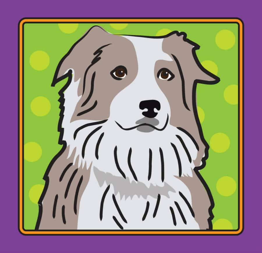 Australian Shepherd dog breed information