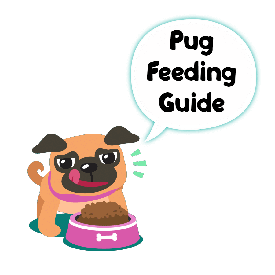 Pug feeding guide