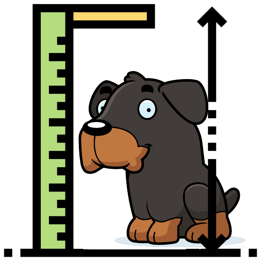 Rottie Size: How Big do Rottweilers Get? | Dog Breeds List