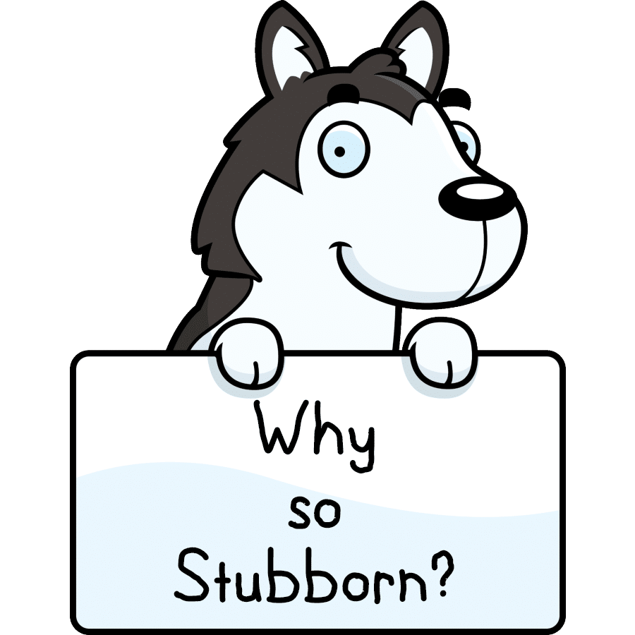 are all huskies stubborn
