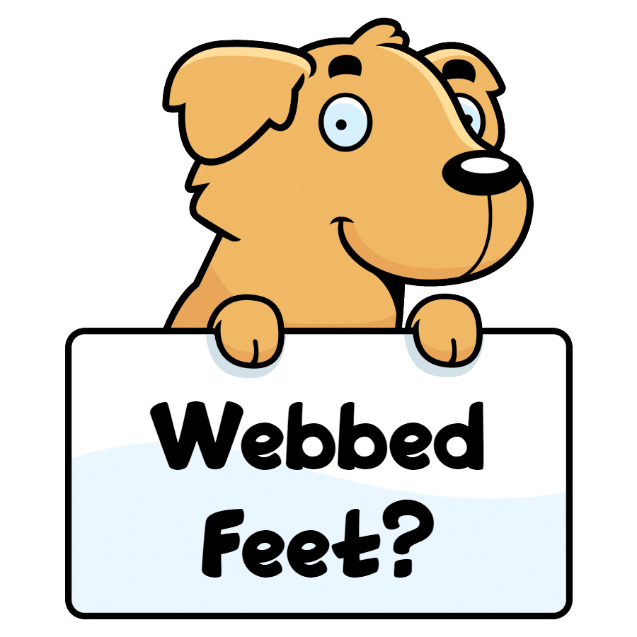 do golden retrievers have webbed toes